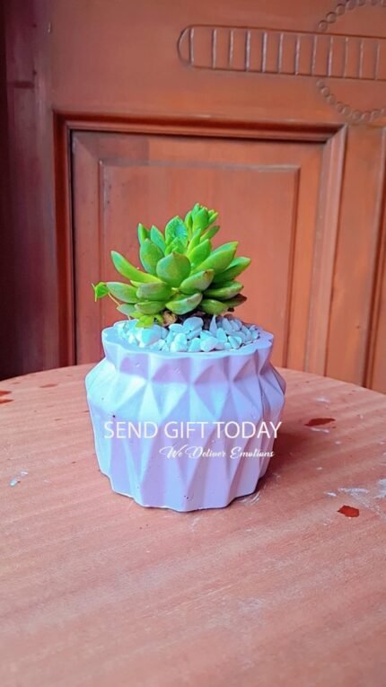 Mini Haworthia