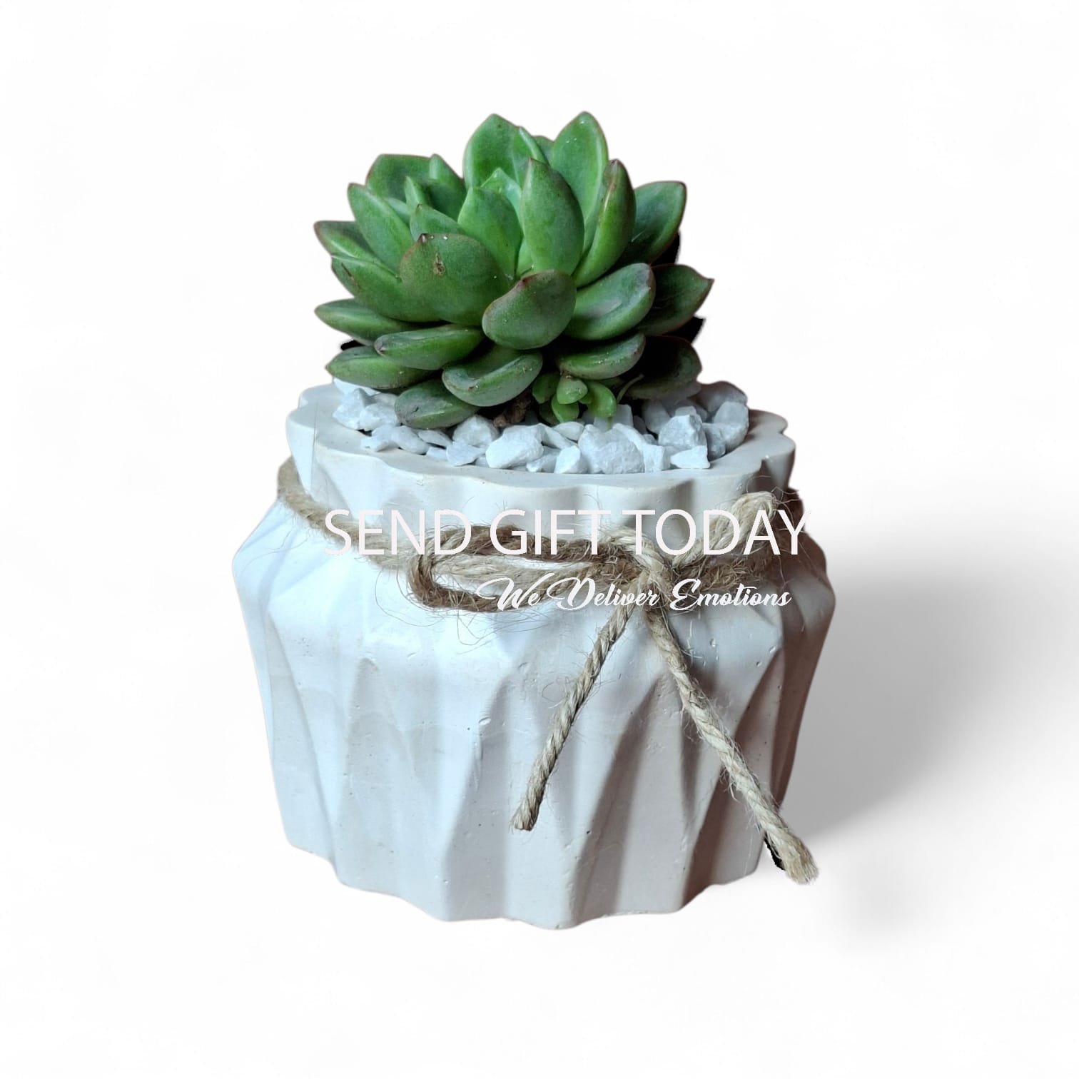 haworthia mini Haworthia Plant - Image 1